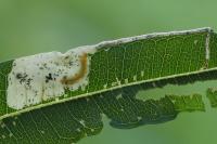 Mompha raschkiella