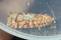 Lozotaeniodes formosana
