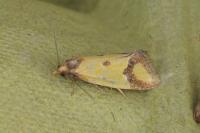 Agapeta zoegana