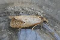 Phtheochroa inopiana