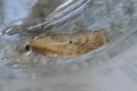Phtheochroa inopiana