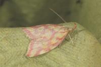 Hypercallia citrinalis