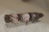 Notocelia incarnatana