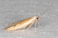 Epidola stigma