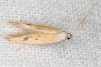 Epidola stigma