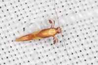 Caloptilia alchimiella/robustella