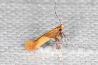 Caloptilia alchimiella/robustella
