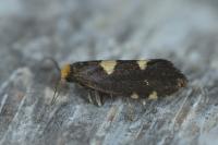 Incurvaria oehlmanniella
