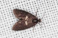 Penestoglossa gallica