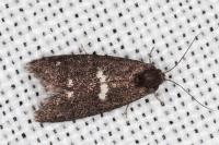 Penestoglossa gallica