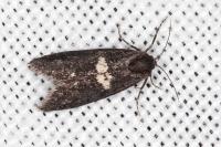 Penestoglossa gallica