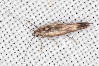 Scythris limbella