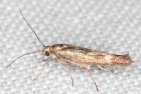 Scythris limbella
