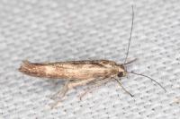 Scythris limbella