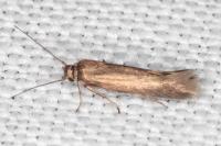 Scythris