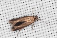 Scythris