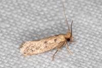 Anomalotinea liguriella