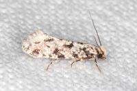 Nemapogon