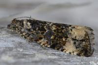 Endothenia gr. gentianaeana