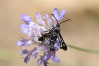 Pyropteron affine