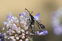Pyropteron affine