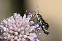 Pyropteron affine