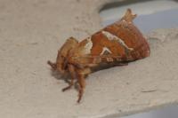 Triodia sylvina