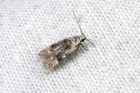 Altenia scriptella