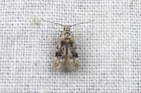 Altenia scriptella