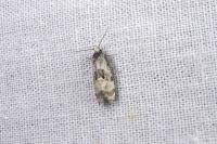Brevicornutia pallidana