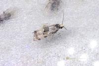 Brevicornutia pallidana