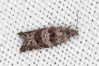 Rhopobota stagnana