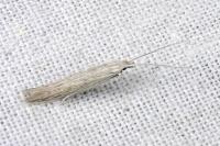 Coleophora