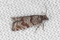 Rhopobota stagnana