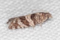 Rhopobota stagnana