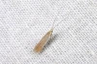 Coleophora