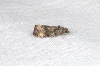 Endothenia