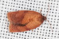 Cacoecimorpha pronubana
