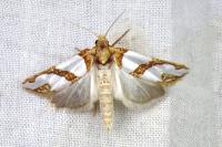 Eugnosta magnificana