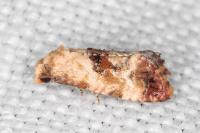 Neocochylis millierana