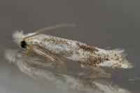 Bucculatrix demaryella