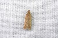 Helcystogramma lutatella