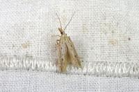 Holcopogon bubulcellus