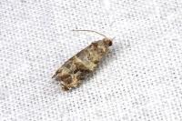 Lobesia botrana