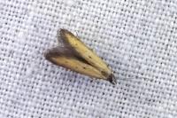 Mesophleps trinotella