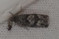 Zeiraphera griseana