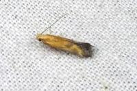 Metzneria artificella