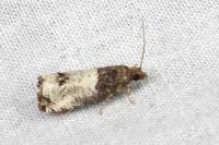 Notocelia roborana