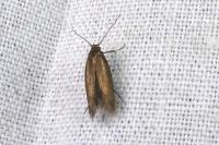 Scythris