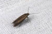 Scythris